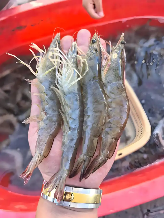 对虾