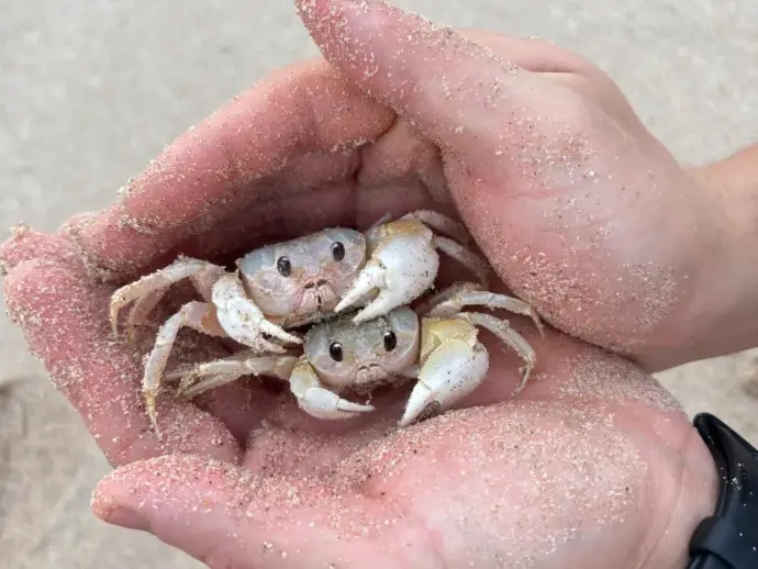 赶海