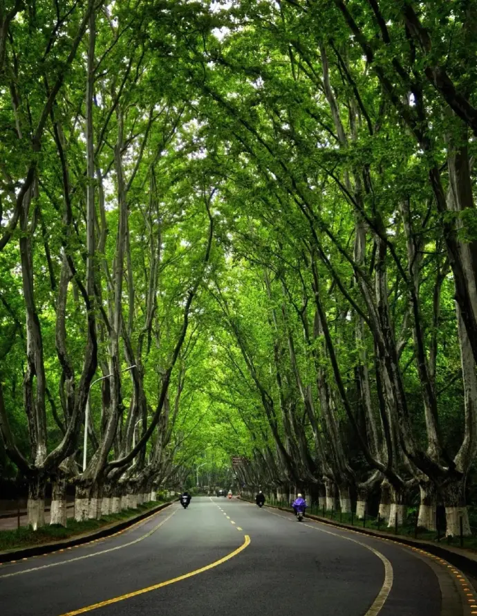 钟山梧桐大道