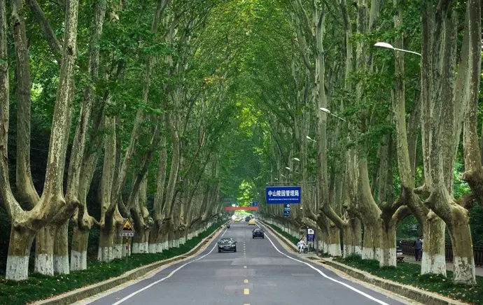 梧桐大道
