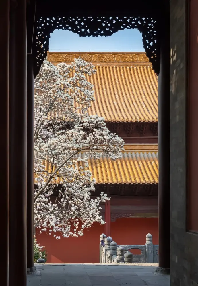 灵谷寺玉兰