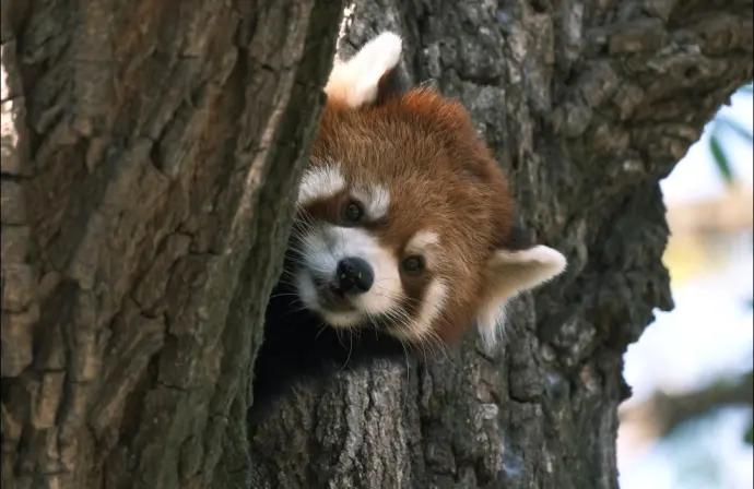 南京红山森林动物园