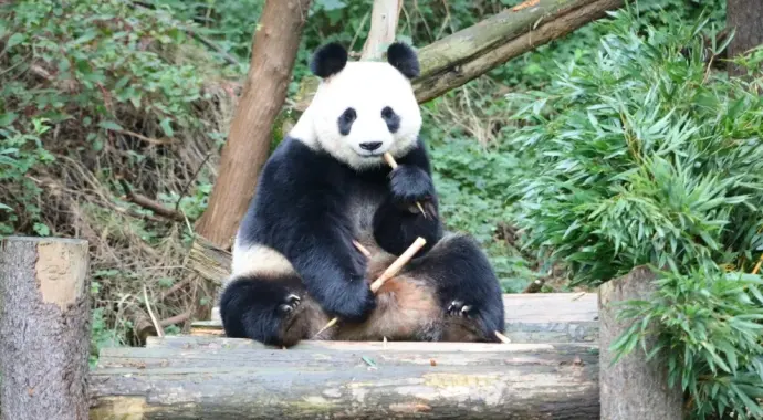 南京红山森林动物园