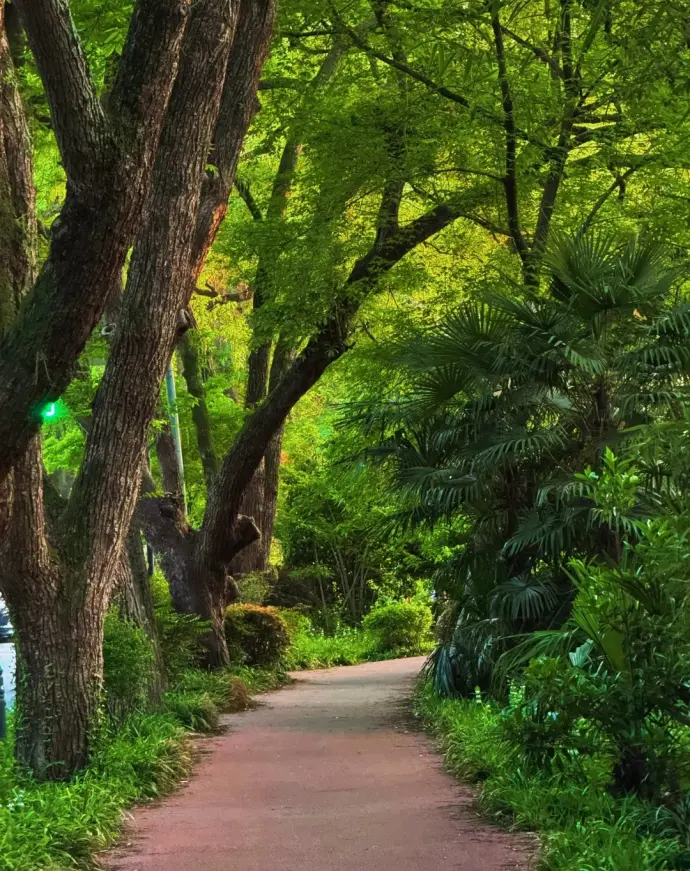 南京梧桐大道