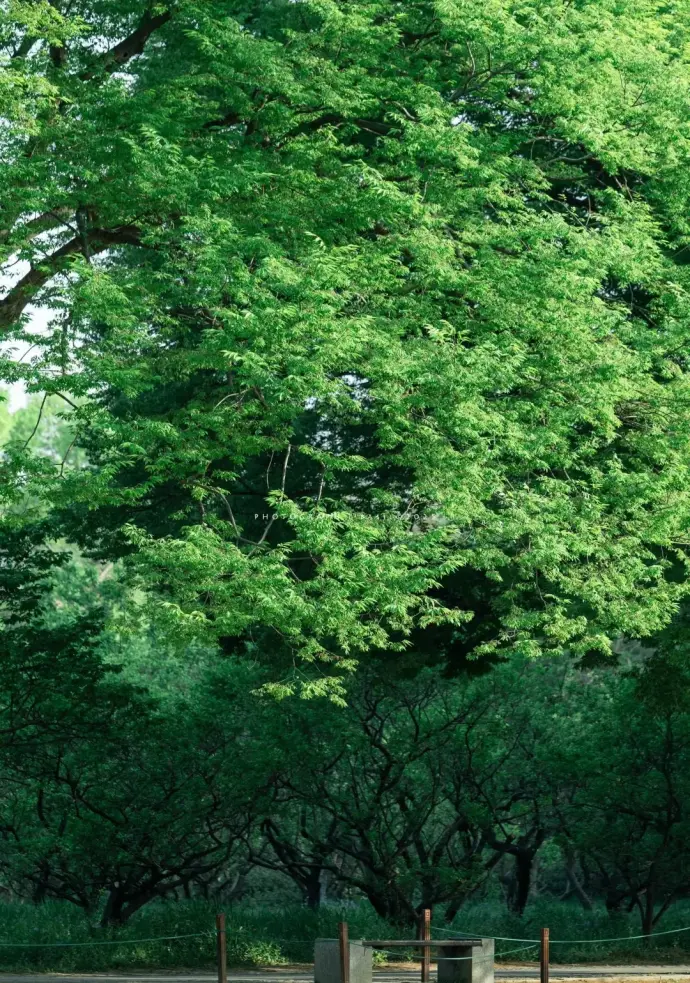 石象路植物