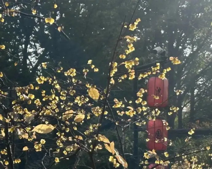 梅花