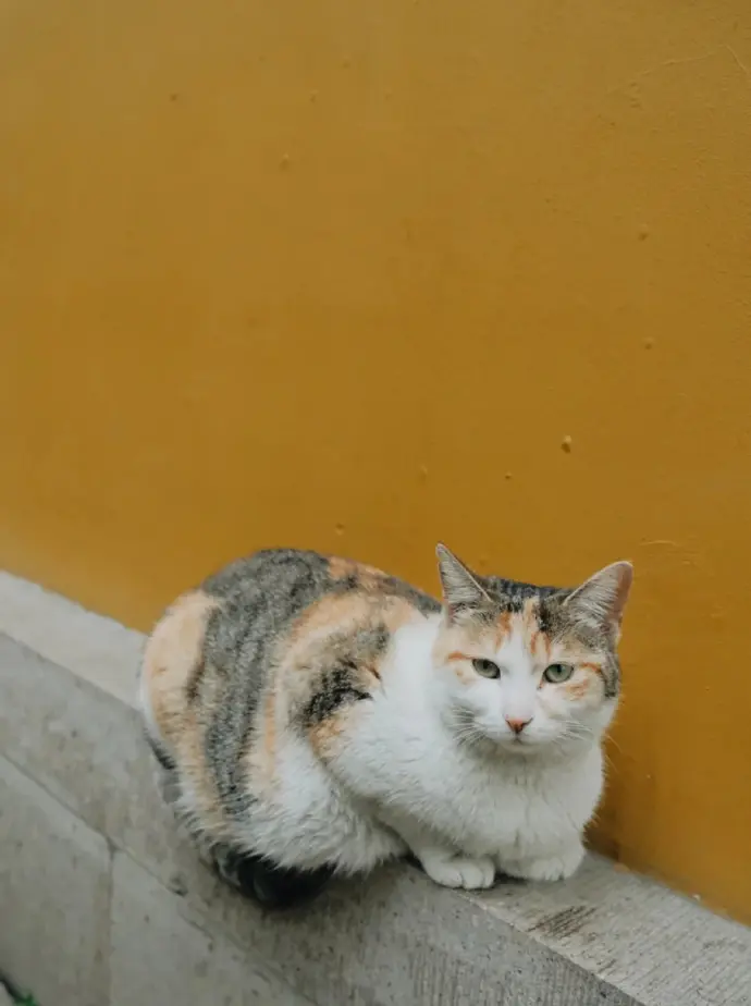 西园寺猫