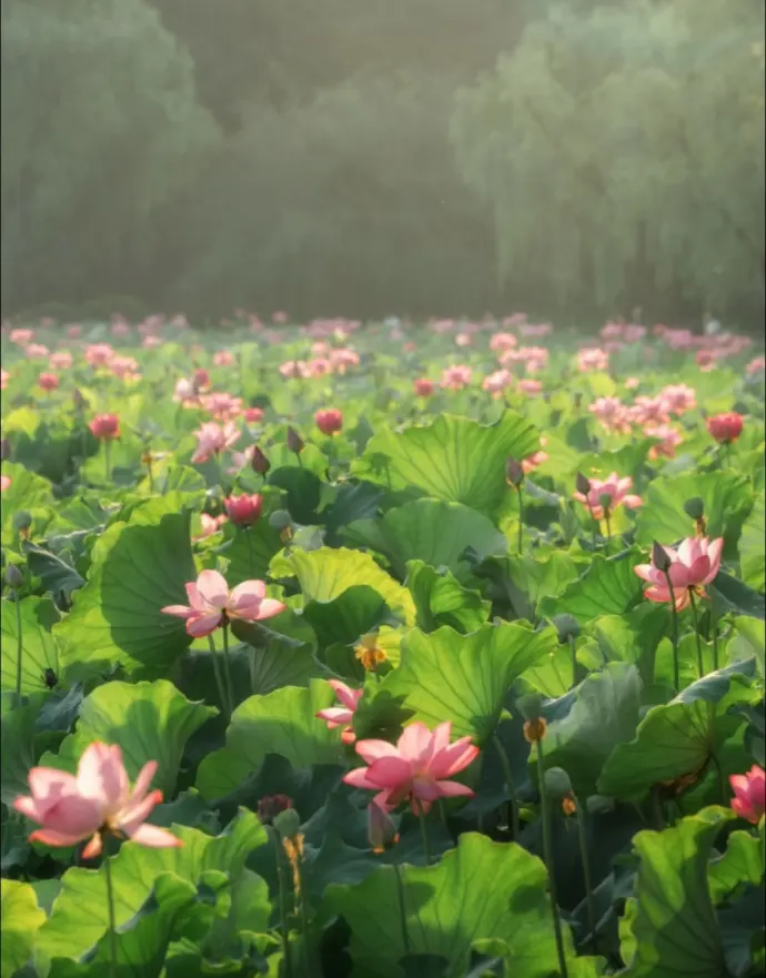 西湖