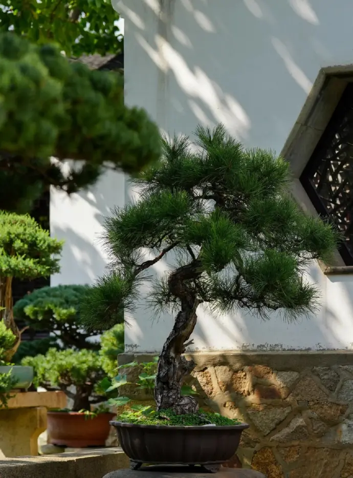 留园盆景
