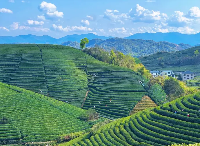 龙坞茶园